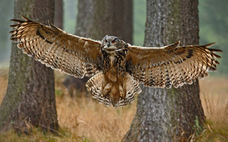 Eagle owl in flight