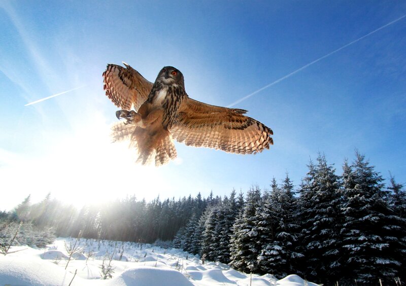 Eagle Owl in Flight — Blue