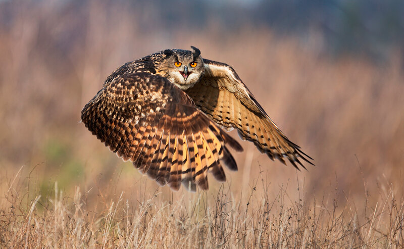 Eagle Owl in Flight — Brown, Dramatic, Afternoon