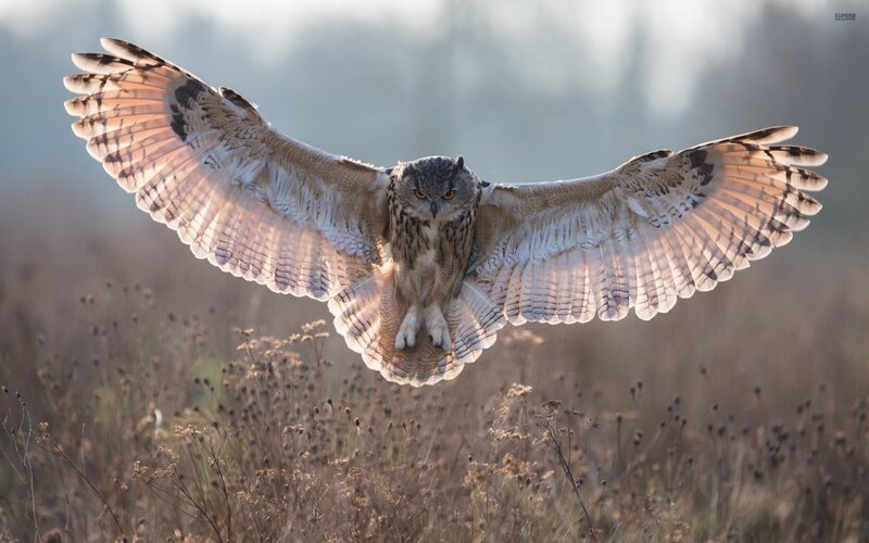 Eagle Owl in Flight — Brown, Dramatic, Morning