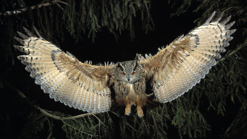 Eagle Owl in Flight — Brown, Dramatic, Night, Photograph