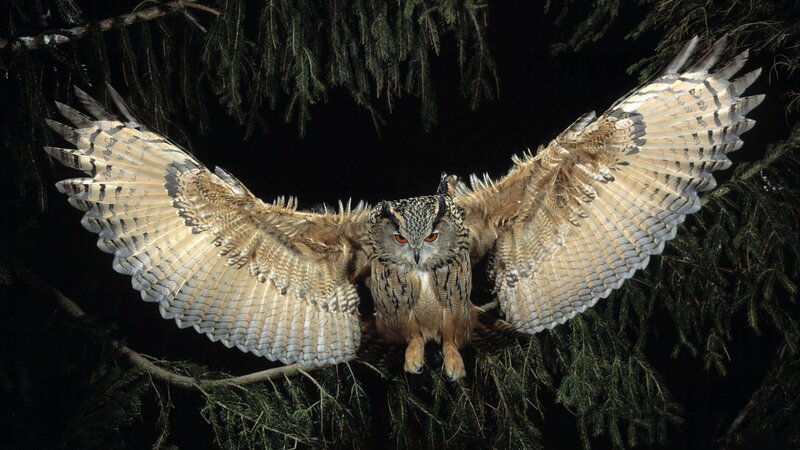 Eagle Owl in Flight — Brown, Dramatic, Night, Photograph, Tree Branches