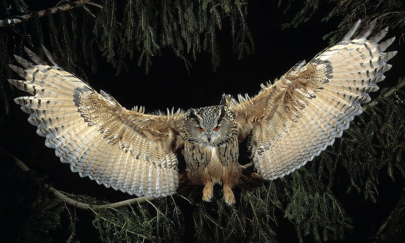 Eagle Owl in Flight — Brown, Dramatic, Night