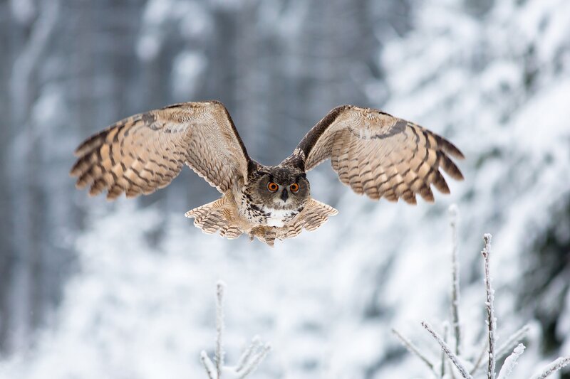 Eagle Owl in Flight — Brown, Dramatic, Winter, Photograph