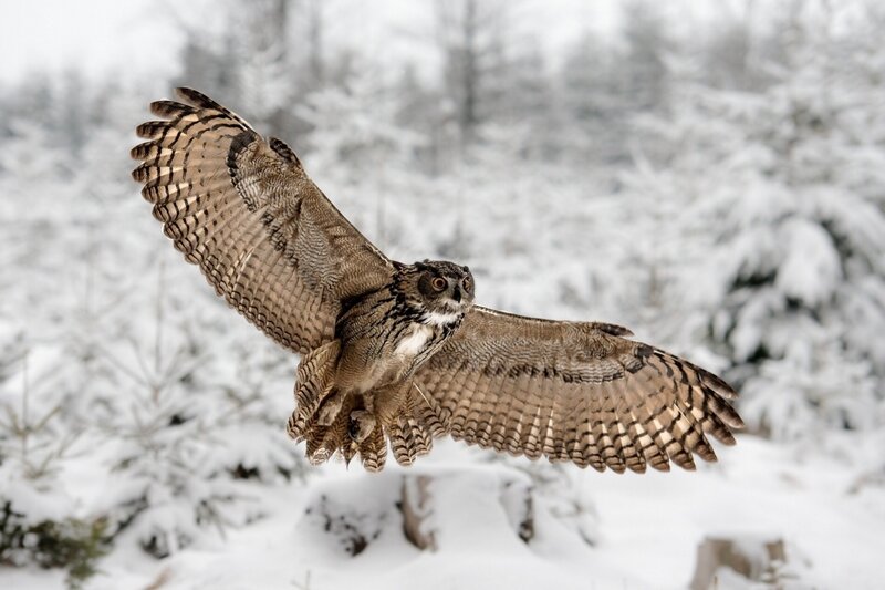 Eagle Owl in Flight — Brown, Dramatic, Winter