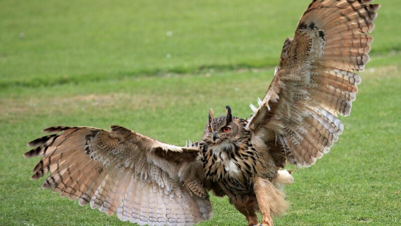 Eagle Owl in Flight — Brown, Dynamic, Afternoon, Photograph, Grass
