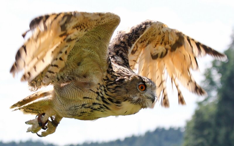 Eagle Owl in Flight — Brown, Dynamic, Afternoon, Photograph, Sky