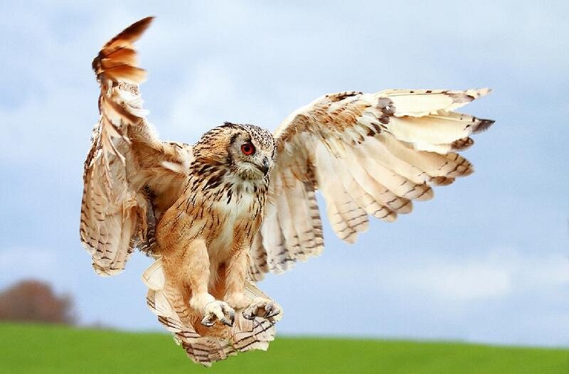 Eagle Owl in Flight — Brown, Dynamic, Afternoon, Photograph