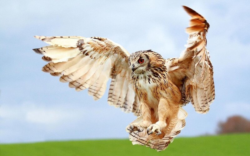 Eagle Owl in Flight — Brown, Dynamic, Afternoon