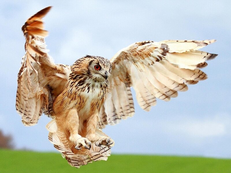 Eagle Owl in Flight — Brown, Dynamic