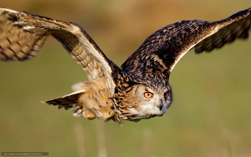 Eagle Owl in Flight — Brown, Focused, Afternoon