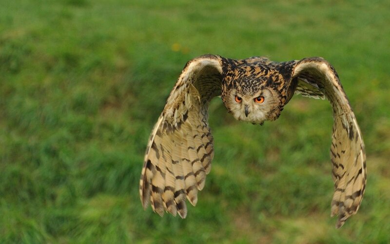 Eagle Owl in Flight — Brown, Focused, Photograph, Green Grass