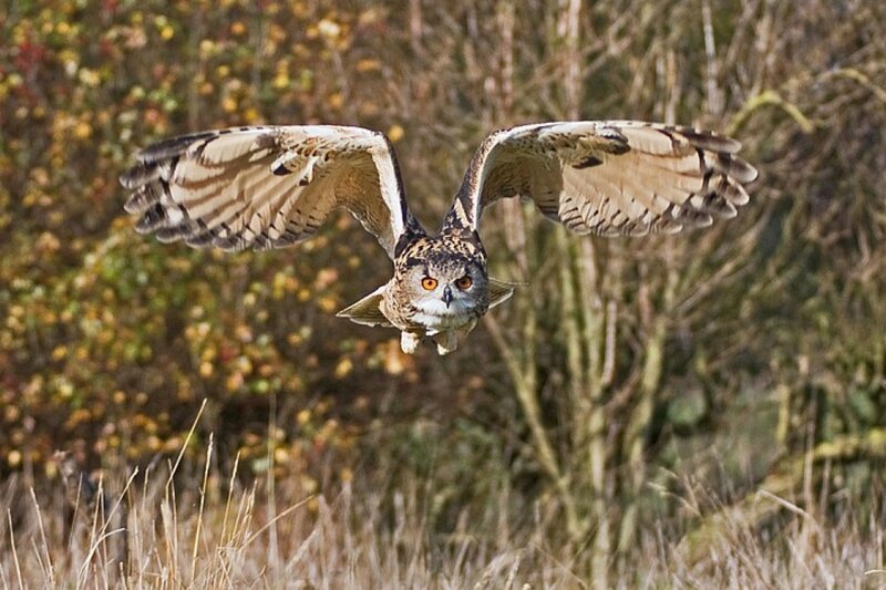 Eagle Owl in Flight — Brown, Focused