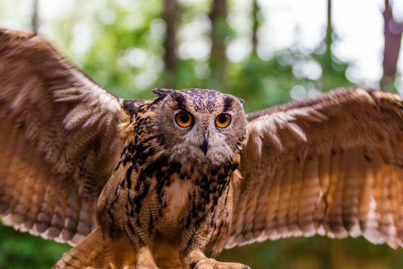 Eagle Owl in Flight — Brown, Intense, Afternoon, Photograph