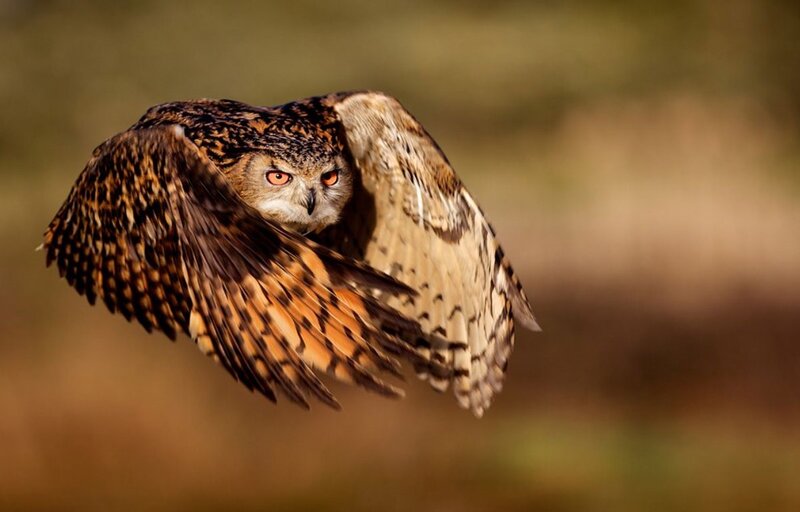 Eagle Owl in Flight — Brown, Intense, Night, Photograph