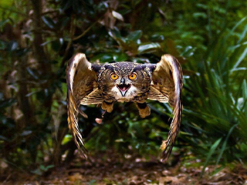 Eagle Owl in Flight — Brown, Intense, Night