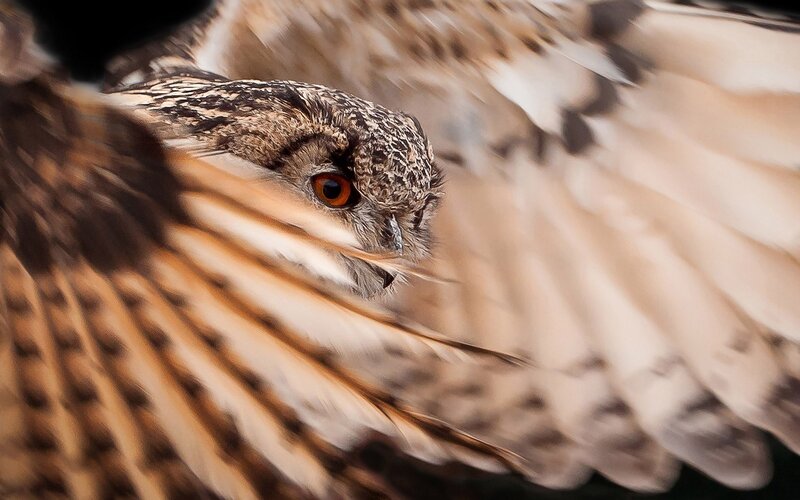 Eagle Owl in Flight — Brown, Intense, Photograph