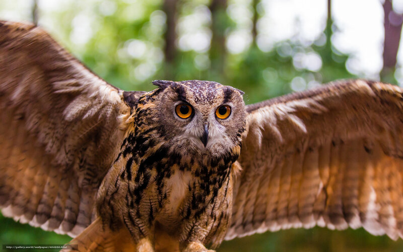 Eagle Owl in Flight — Brown, Intense, Photograph, Wings