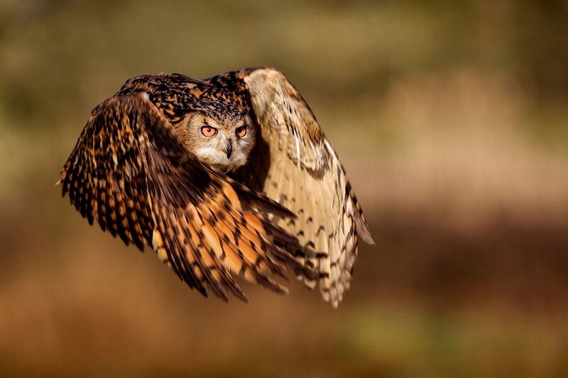 Eagle Owl in Flight — Brown, Intense, Sunset, Photograph