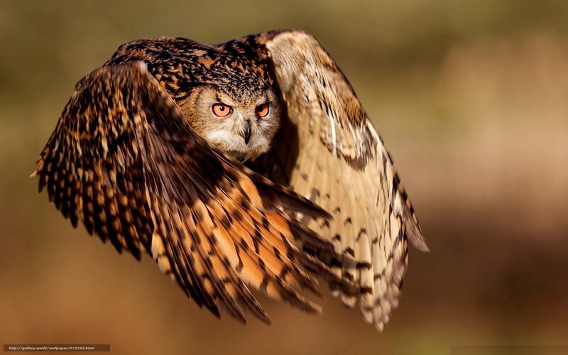 Eagle Owl in Flight — Brown, Intense, Sunset, Photograph, Wings