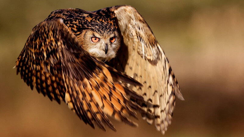 Eagle Owl in Flight — Brown, Intense, Sunset