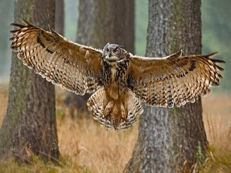 Eagle Owl in Flight — Brown, Natural, Afternoon