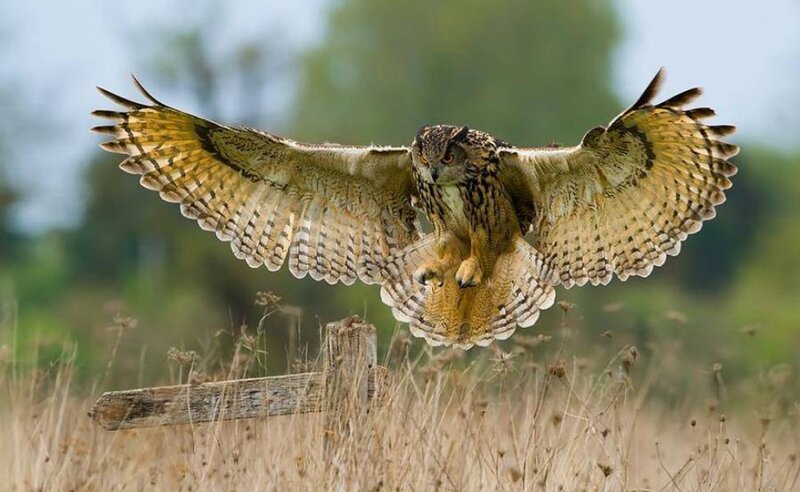 Eagle Owl in Flight — Brown, Natural