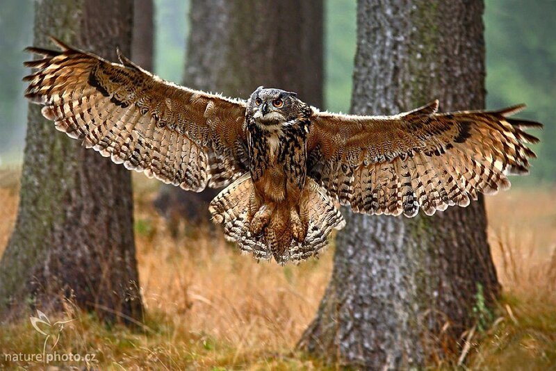 Eagle Owl in Flight — Brown