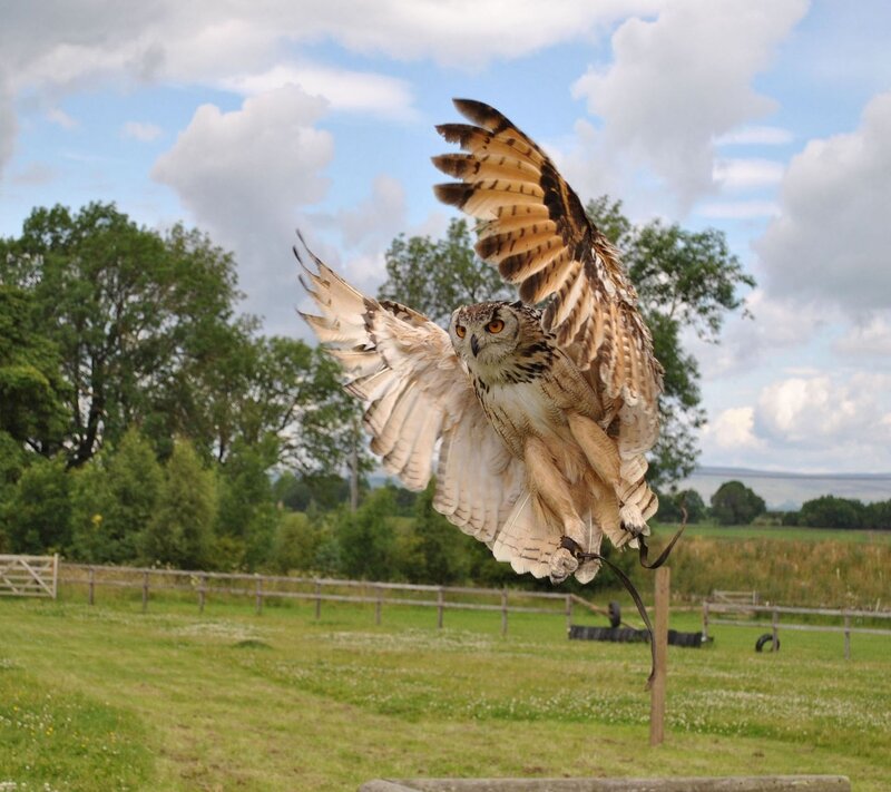 Eagle Owl in Flight — Green, Dynamic