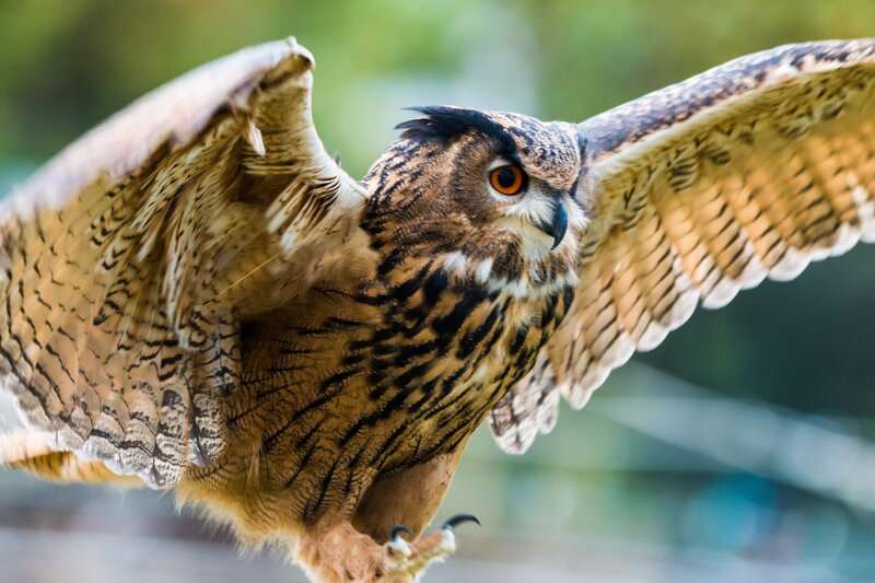 Eagle owl in flight