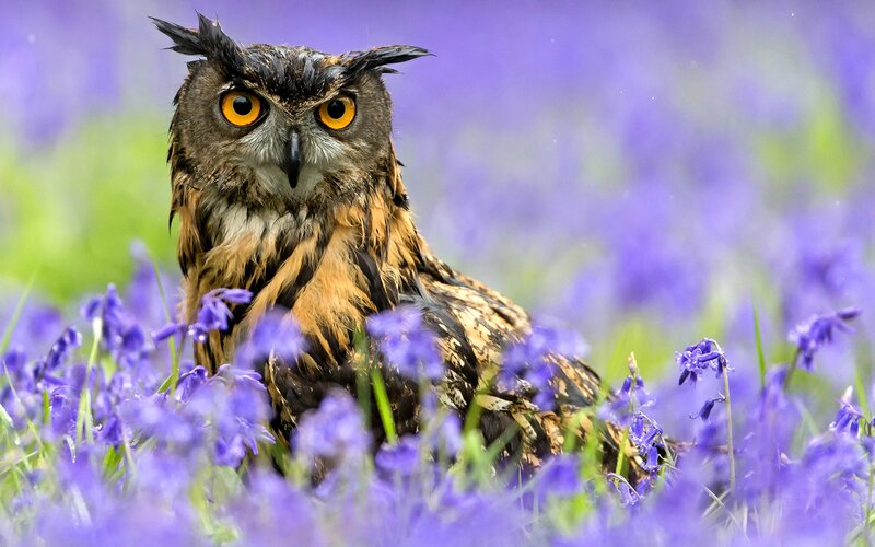 Eagle Owl in Flowers — Purple