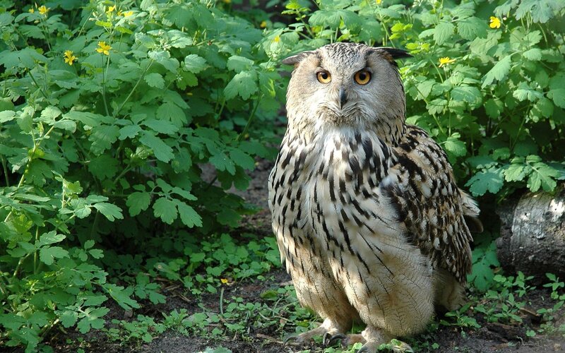 Eagle Owl in Foliage — Green, Calm