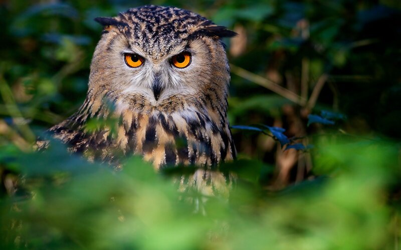 Eagle Owl in Foliage