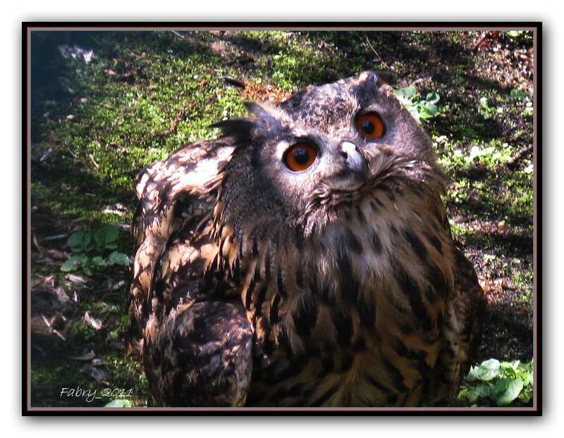 Eagle Owl in Forest — Brown