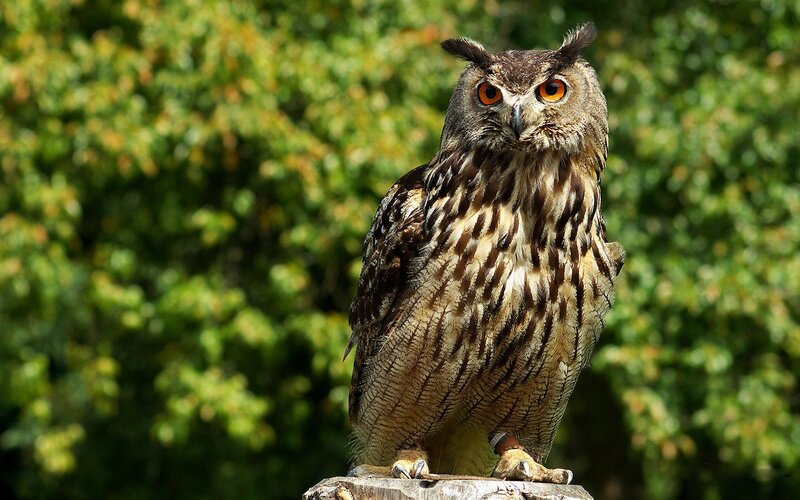 Eagle owl in forest