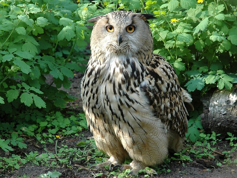 Eagle Owl in Garden