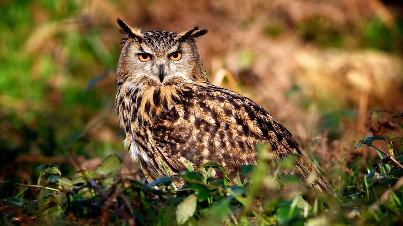 Eagle Owl in Grass — Brown, Alert, Afternoon