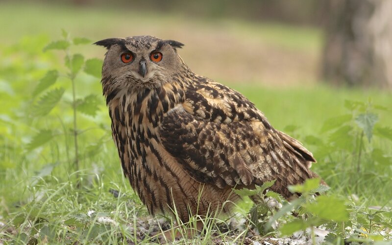 Eagle Owl in Grass — Brown, Alert