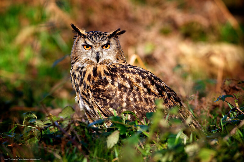 Eagle Owl in Grass — Brown
