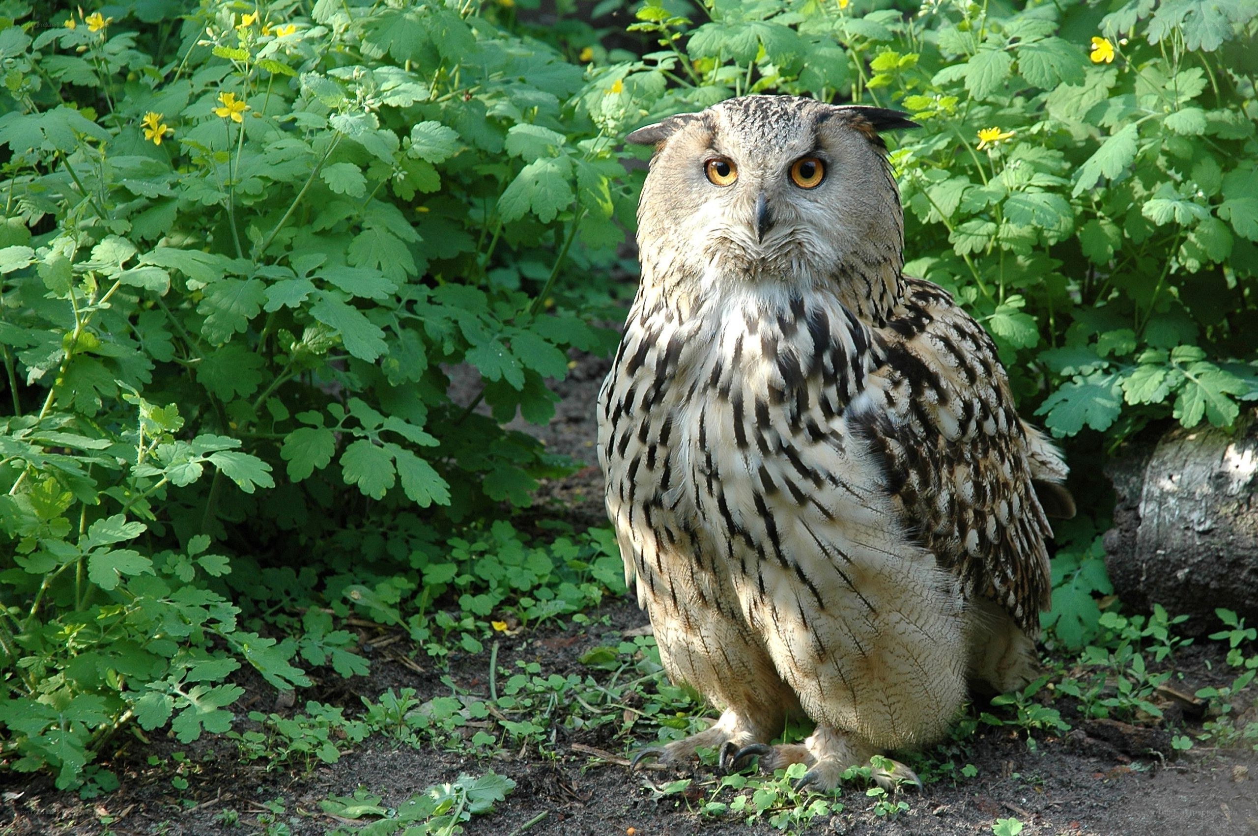 Eagle owl in green foliage