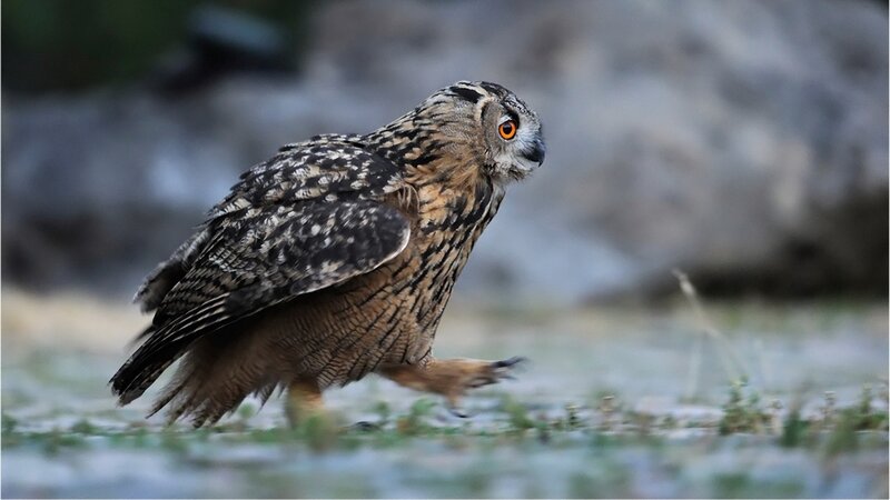 Eagle owl in motion