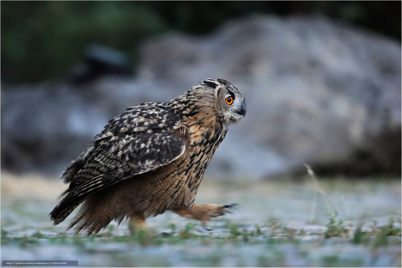Eagle owl in motion
