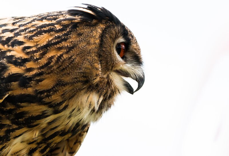 Eagle Owl in Profile — Brown, Alert