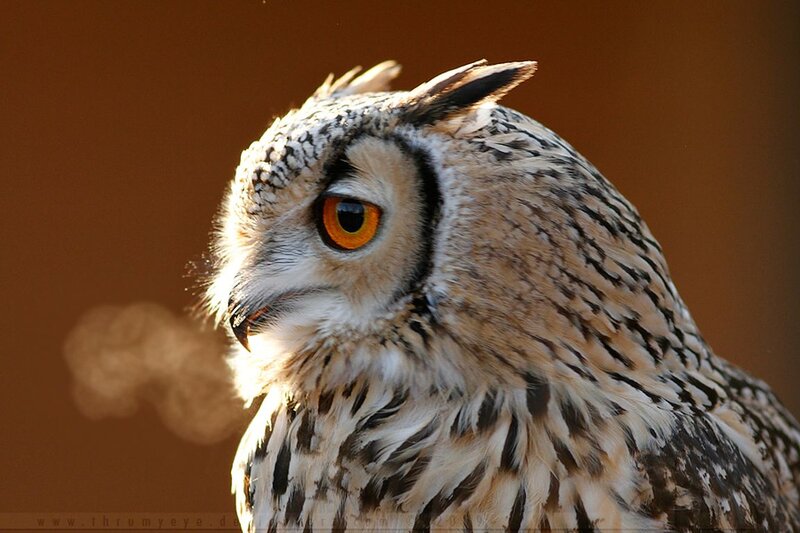 Eagle Owl in Profile — Brown