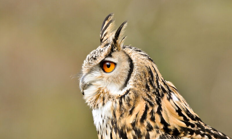 Eagle Owl in Profile