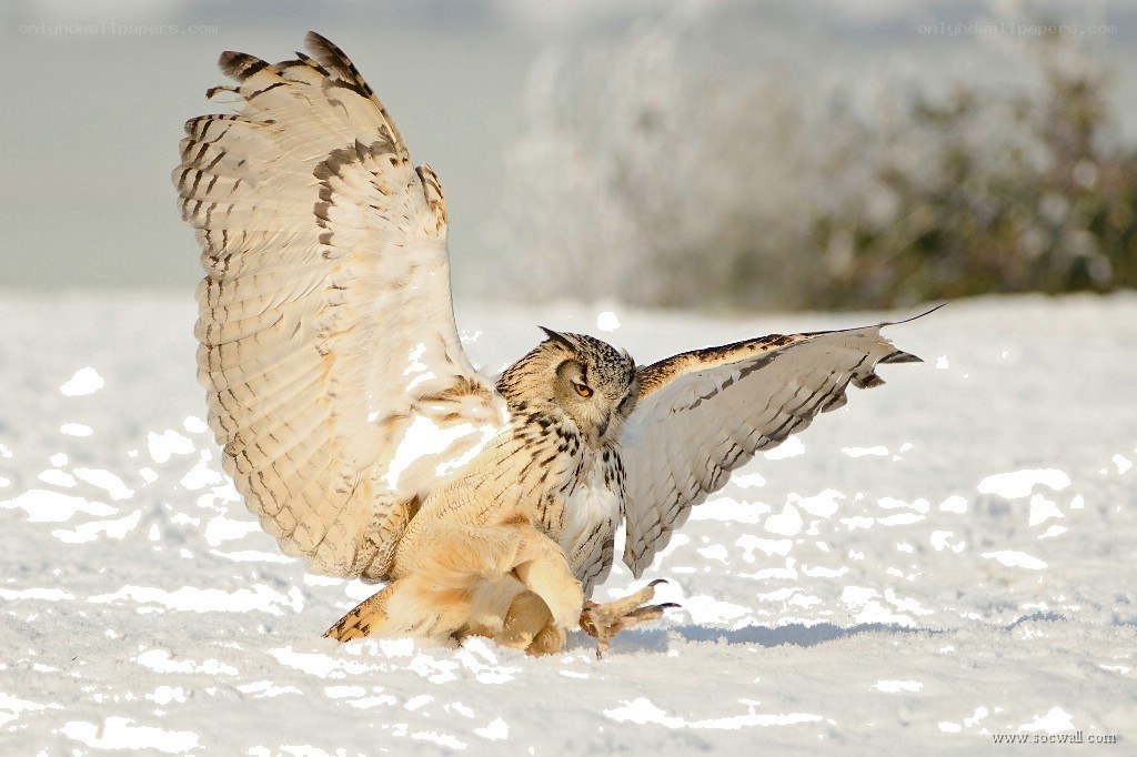 Eagle owl in snow