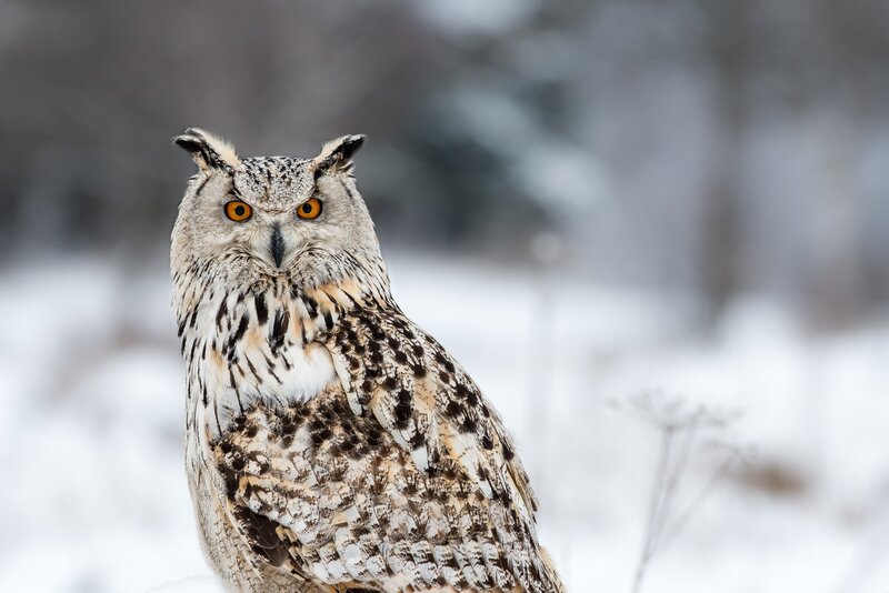 Eagle owl in snowy landscape