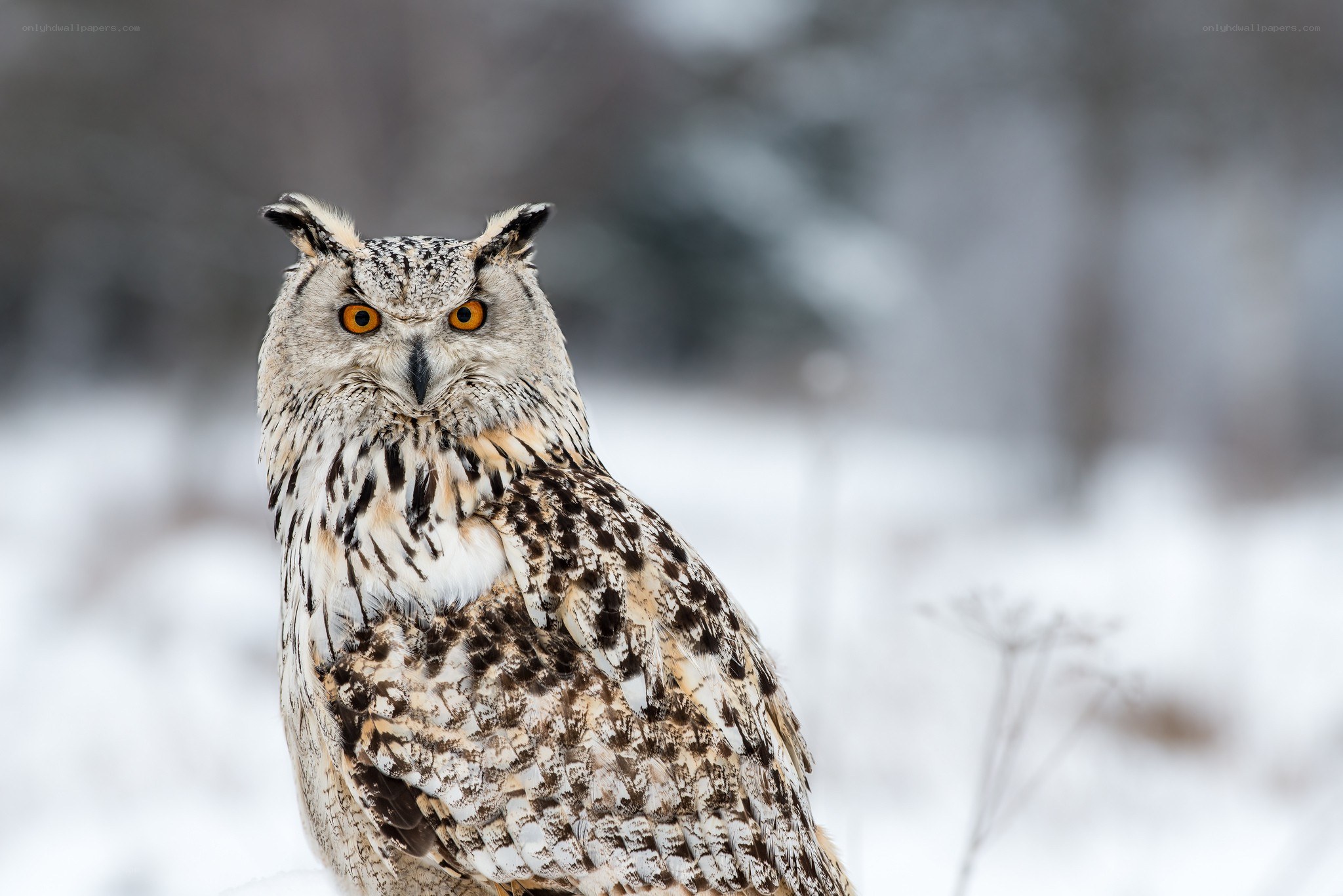Eagle owl in snowy landscape