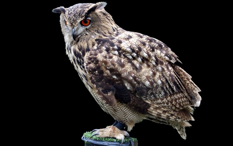 Eagle owl on a perch