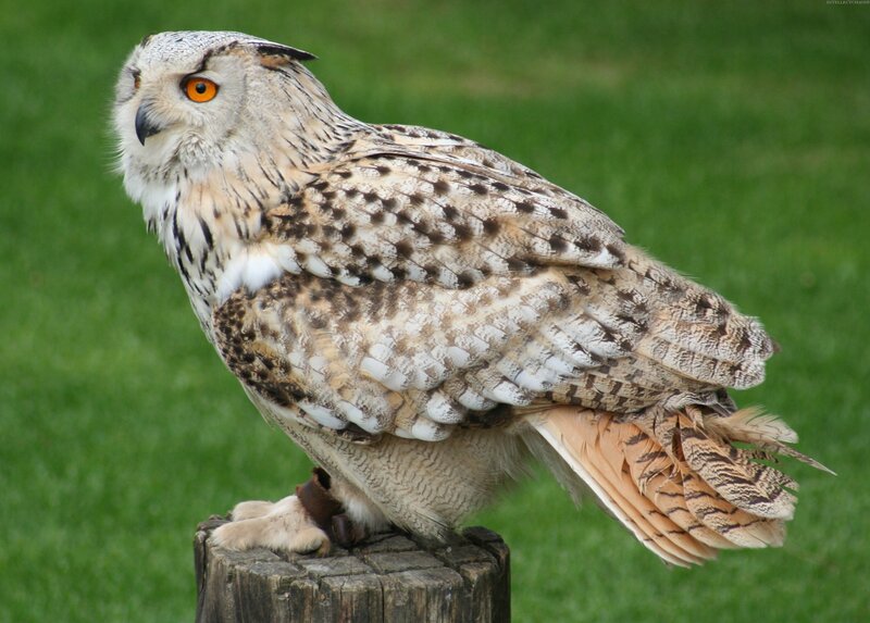 Eagle owl on a post